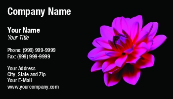 Beauty | Featured Designs | Floral | Nature |--| Alex Grichenko | At243789 | Blooming | Blossom | Botany | Close | Dahlia | Flower | Flowers | Image | Petal | Plant