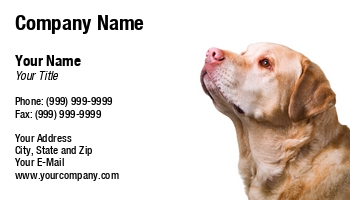 Animals | Domestic | Featured Designs | Veterinarian |--| Animal | At243835 | Canine | Close | Dog | Head | Image | Labrador | Labrador Retriever | Mammal | Nigel Spooner | Pet | Pet Photography | Pet Sitter | Portrait