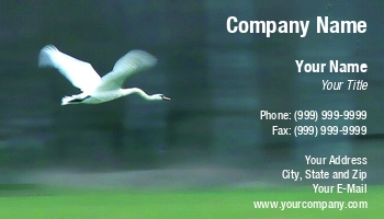 Featured Designs |--| Animal | Anseriformes | At244694 | Bird | Cygnus Olor | Flying | Image | Lakes | Migratory | Migratory Bird | Miloslav Fuksa | Swan | Wildlife