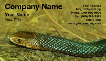 Featured Designs | Nature |--| Animal | At244953 | Australia | Coastal Taipan | Danger | Fritz Hiersche | Image | Oxyuranus Scutellatus | Pet | Pet Portrait | Reptile | Snake | Taipan | Venomous | Wildlife | Zoo | Zoologist | Zoology
