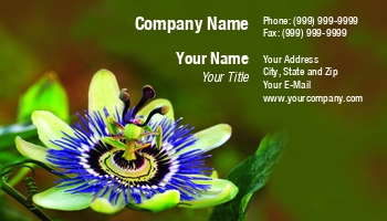 Beauty | Featured Designs | Floral | Garden | Nature | Professional | Trades |--| At245055 | Blooming | Blossom | Botanical | Botany | Caerulea | Colorful | Exotic | Farmers Market | Florist | Flower | Flowers | Image | Jolanta Mayerberg | Leaf | Leaves | Macro | Passion | Passion Flower | Petal | Plant | Pollen | Stamen