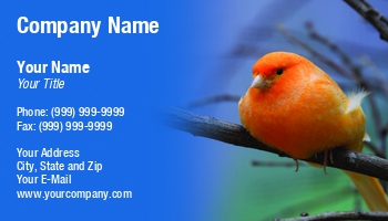 Featured Designs | Floral | Nature |--| Animal | Animal Care | At245482 | Beautiful | Bird | Birds | Canary | Colorful | Cute | Feather | Feathers | Habitat | Image | Jolanta Mayerberg | Pet | Pet Food | Pet Portrait | Tree | Vet | Wildlife | Wing | Zoo