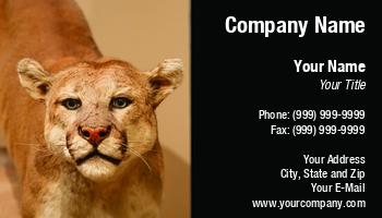 Animals | Featured Designs | Nature |--| Angry | Animal | At245776 | Big Cat | Carnivore | Close | Cougar | Creatures | Darryl Brooks | Fear | Habitat | Hunter | Image | Mammal | Mountain Lion | Pet | Predator | Puma | Vet | Wildlife | Wildlife Photography