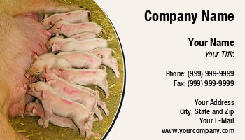 Featured Designs |--| Agricultiral | Animal | Animal Husbandry | At246472 | Domestic Pig | Farming | Fritz Hiersche | Hog Farming | Image | Livestock | Pet | Pig | Piglets | Zoology