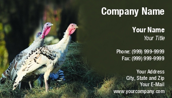 Featured Designs |--| Animal | Animal Husbandry | At247533 | Bale | Beak | Bird | Bouncing | Feather | Fluffy | Hay | Hen | Image | Jolanta Mayerberg | Pet | Pet Food | Poultry | Turkey | Turkeys | Walking | Wing