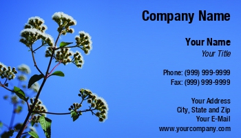 Featured Designs | Garden | Trades |--| Ageratina | At247605 | Background | Beautiful | Blue | Botanic | Botany | Flora | Florist | Flowers | Gardening | Herbaceous | Image | Luis Santos | Park | Plant | Sky | Spring | Summer | Weed