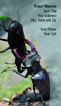 Featured Designs |--| Aggression | Animal | Antler | At247959 | Beetle | Bite | Breed | Bug | Entomologist | Image | Insect | Karel Gallas | Lucanus | Mortal | Posture | Stag | Threatened