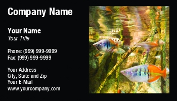 Featured Designs | Sports | Swimming |--| Animal | Aquarium | Aquarium Maintenance | Aquariums | Aquatic Life | At248070 | Biodiversity | Biology | Colorful | Creatures | Different | Diversity | Ecology | Environment | Exploration | Fish | Fishes | Hatchery | Image | Kenneth Sommer | Life | Marine | Marine Biology | Peaceful | Saltwater | Sea | Shark | Showing | Tank | Underwater | Wildlife