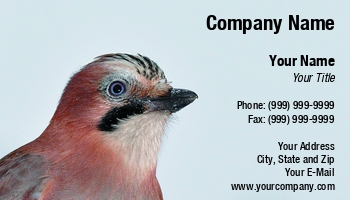 Featured Designs | Nature |--| Animal | At248215 | Bird | Close | Feeder | Forest | Hunger | Image | Jay | Karel Gallas | Pet | Portrait | Posing | Tree | Wildlife | Zoo | Zoology
