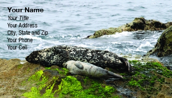 Beach | Featured Designs | Nature | Ocean | Wild |--| Animal | At249425 | Coastline | Ecology | Environmental | Gray | Henrik Lehnerer | Life | Mammal | Marine | Marine Biology | Natural | Relaxing | Rock | Rocky | Sea | Sea-lion | Seal | Seals | Swimmer | Wet | Whiskers | Wildlife