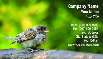 Featured Designs | Garden | Nature | Trades |--| At251329 | Beak | Bird | Branch | Bush | Dunnock | Feather | Flora And Fauna | Foliage | Forest | Hedge | Hedgerow | Image | Jolanta Mayerberg | Leaves | Ornithology | Pet | Plumage | Shrub | Sitting | Sparrow | Talon | Tree | Twig | Wildlife | Wing
