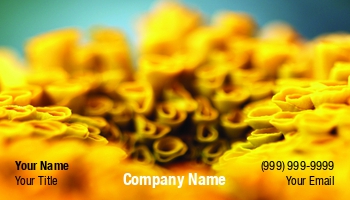 Featured Designs | Floral | Garden | Nature | Trades |--| At251964 | Background | Beautiful | Bloom | Blossom | Botany | Close | Colorful | Day | Delicate | Flower | Henrik Lehnerer | Image | Macro | Marigold | Orange | Ornamental | Pattern | Petal | Plant | Pollen | Pretty | Season | Spring | Summer | Taishan | View | Vivid