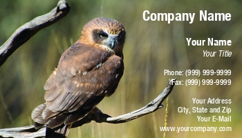 Featured Designs | Nature |--| Abstract | Alertness | Animal | At251969 | Avian | Beak | Beast | Beautiful | Bird | Branch | Carnivore | Danger | Ecologists | Ecology | Environment | Feather | Fritz Hiersche | Gaze | Gorgeous | Great | Hawk | Horned | Hunter | Image | Owl | Park | Pecker | Perched | Plu | Predator | Raptor | Tree | Wildlife | Zoo