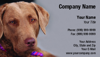 Animals | Domestic | Featured Designs |--| Adorable | Animal | At250362 | Beautiful | Business | Canine | Close | Companion | Cute | Dog | Doggie | Faithful | Friend | Funny | Hotels | Image | Jolanta Mayerberg | Labrador Retriever | Lifestyle | Mammal | Pet Hotel | Pet Hotels | Pet Portrait | Puppy | Retriever | Serene | Sitting | Tranquil
