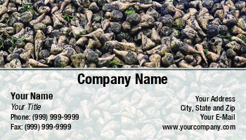 Farm | Featured Designs | Food | Hospitality | Nature |--| Agriculture | At253139 | Autumn | Beautiful | Beet | Beets | Business | Card | Crop | Fresh | Fritz Hiersche | Harvest | Horizontal | Ingredient | Molasses | Organic | Plantation | Plants | Root | Storing | Sucrose | Sugar | Sugar Beets | Template | Trade