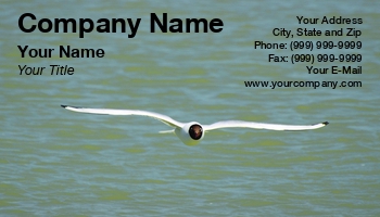 Featured Designs |--| Animal | At253146 | Beautiful | Bird | Black | Coast | Face | Feather | Flight | Flying | Fritz Hiersche | Gull | Headed | Horizontal | Image | Lake | Larus | Larus Ridibundus | Mire Crow | Peaceful | Pet | Sea Gull | Seagull | Soaring | Stain | Stretched | Surface | Tail | Water | Waterbird | Wings
