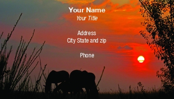 Desert | Featured Designs | Nature | Professional | Travel |--| Animal | At250416 | Camel | Climate | Clouds | Concept | Dusk | Evening | Holiday | Kenneth Sommer | Photography | Safari | Scenery | Sundown | Sunset | Tourism | Twilight | View | Wilderness | Wildlife