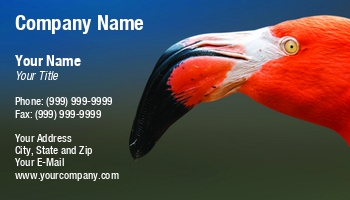 Featured Designs | Food | Hospitality | Nature | Wild |--| Alex Grichenko | At254333 | Bird | Close | Colourful | Exotic | Feather | Flamingo | Flora And Fauna | Forage | Legs | Natural | Neck | Ornithology | Pet Portrait | Phoenicopterus | Photography | Pink | Pond | Portrait | Scenery | Tropical | View | Waterf | Zoo