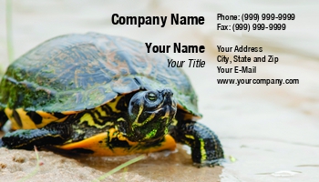 Aquatic | Beach | Featured Designs | Food | Hospitality | Nature | Wild |--| Alex Grichenko | At254338 | Carapace | Caribbe | Claw | Endangered | Flora And Fauna | Herbivorous | Image | Life | Natural | Pet | Pet Food | Pet Portrait | Pet Sitter | Protective | Relaxing | Reptile | Sand | Sea | Shell | Single | Testudo | Tortois | Turtle | White