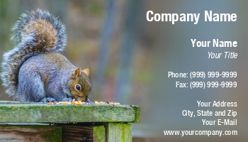 Featured Designs | Wild |--| Adorable | Animal | At254385 | Beast | Beautiful | Bruce Macqueen | Corn | Creature | Feeding | Fluffy | Forest | Funny | Furry | Gnaw | Gray | Hunger | Image | Kernels | Mammal | Nibble | Paw | Pet | Rod | Rodent | Rodents | Sciurus Carolinensis | Squirrel | Wild Animal | Wildlife | Zoologist