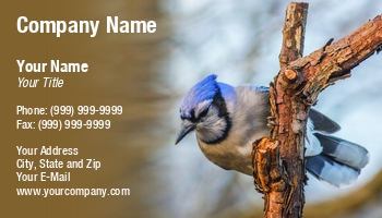 Featured Designs | Nature | Wild |--| Animal | At254386 | Avian | Bird | Birdwatching | Blue | Branch | Bruce Macqueen | Cristata | Cyanocitta | Fauna | Forests | Image | Jay | Noisy | Parks | Perched | Songbird | Tree | Woods