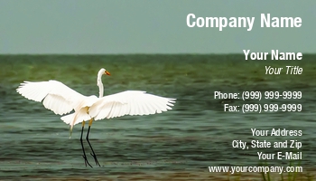 Featured Designs |--| Action | Alex Grichenko | Artificial Wing | At254609 | Banks | Bay | Bird | Breeding Plumage | Coastline | Egret | Egretta | Environment | Feather | Flying | Gracious | Heron | Hunt | Image | Lake | Living Organism | Nc | Outer | Overpamlico | Snowy | Sound | Thula | Water | White