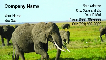 Featured Designs | Nature |--| African Animals | At255314 | Ecologists | Ecology | Elephant | Encounter | Environment | Fritz Hiersche | Grazing | Herd | Image | Ivory | Mammal | National Park | Natural | Pet | Photography | Safari | Tusk | Wildlife | Wildlife Photography | Zoo | Zoolog | Zoologist