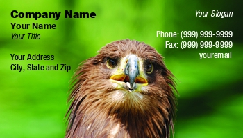 Featured Designs |--| America | Animal | At255836 | Bald | Bald Eagle | Beak | Bird | Close | Creature | Eagle | Ecologists | Ecology | Falconry | Feather | Field | Haliaeetus | Hunter | Image | Karel Gallas | Majestic | Predator | Predatory | Raptor | States | Symbol | Usa | Vertebrate