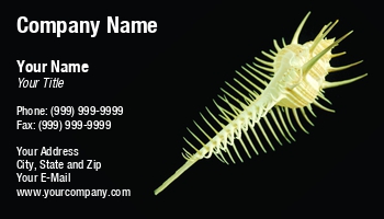 Featured Designs | Nature | Professional |--| Animal | Aragoniet | At256163 | Background | Black | Carbonate | Conch | Conchology | Cradles | Ecologists | Ecology | Guangzhi Shi | Life | Malacology | Marine | Marine Biologist | Sea | Seashell | Shell | Shop | Wildlife