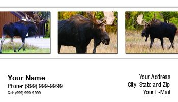 Featured Designs | Nature |--| Alces | Animal | At256603 | Autumn | Bull | Deer | Elk | Elks | Field | Forest | Grazing | Group | Horns | Hunting | Image | Landscape | Leaves | Life | Loyal Order Of Moose | Mammal | Marsh | Meadow | Moose | National | Outdoor | Park | Portrait | Steve Estvanik | Swamp | Trees | Wildlife | Wildlife Photograp