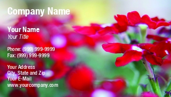 Featured Designs |--| Allyson Ricketts | At258006 | Background | Bloom | Florist | Flowers | Meadow | Medicine | Petal | Photography | Plant | Poppy | Scene | Texture | Tourism