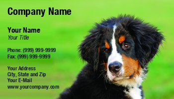 Animals | Domestic | Featured Designs | Photographer | Professional |--| Animal | At258963 | Berner | Boarding | Canine | Care | Creature | Dog | Dog Bathing | Dog Care | Dog Groomer | Dog Photographer | Dog Supplies | Friend | Image | Kennel | Mammal | Michal Bednarek | Mountain | Natural | Occupation | Park | Pedigree | Pet | Play | Sennenhund | Sitting