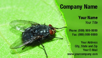 Featured Designs | Nature |--| Animal | At259073 | Blow-fly | Bluebottle | Bottle | Bug | Calliphora | Common | Entomologist | Exterminator | Fauna | Flora | Flora And Fauna | Fly | Foliage | Gardener | Green | Image | Insect | Ivan Paunovic | Leaf | Natural | Occupation | Park | Photography | Plant | Species | Vomitoria | Wildlife