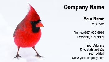 Featured Designs | Nature |--| At260094 | Avian | Background | Bird | Bruce Macqueen | Cardinal | Ecologists | Ecology | Environmental | Feeder | Forest | Image | Isolated | Missouri | Northern | Ornithology | Photography | Songbird | White | Wildlife