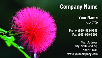Featured Designs |--| At260200 | Background | Bloom | Botanic | Calliandra | Colorful | Crimson | Decorative | Exotic | Field | Flora And Fauna | Florist | Flower | Flowering | Image | Karel Gallas | Life | Natural | Park | Plant | Red