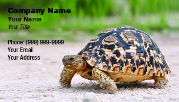 Featured Designs | Wild |--| Amphibians | Animal Breeder | Animal Broker | Animal Rescue | At260202 | Climate | Creature | Ecologists | Ecology | Environmental | Exotic Pets | Karel Gallas | Mammal | Marine | Pet | Protection | Reptile | Shell | Texture