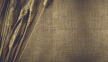 Featured Designs | Hospitality |--| Agricultural | Agriculture | At262888 | Background | Barley | Border | Branches | Brandon Bourdages | Brown | Burlap | Canvas | Cereals | Copy-space | Copyspace | Corn | Country | Design | Dry | Ears | Fabric Coverings | Image | Wheat