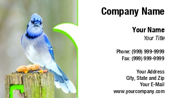 Featured Designs |--| Animal Doctor | At263330 | Avian | Bird | Birding | Birdwatching | Blue | Blue Jay | Blue-jay | Branch | Bruce Macqueen | Cristata | Cyanocitta | Cyanocitta Cristata | Fauna | Flora And Fauna | Image | Jay | Outdoors | Passerine | Perched | Songbird | Wildlife | Woods