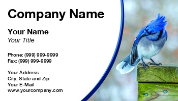 Featured Designs | Nature | Wild |--| Animal Breeder | Animal Doctor | At263333 | Avian | Bird | Birding | Birdwatching | Blue | Blue Jay | Blue-jay | Branch | Bruce Macqueen | Cristat | Cyanocitta | Cyanocitta Cristata | Fauna | Flora And Fauna | Image | Jay | Outdoors | Passerine | Perched | Songbird | Wildlife | Woods