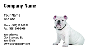 Animals | Domestic | Featured Designs | Veterinarian |--| Animal Rescue | At266135 | Background | Bulldog | Cut Out | Cute | Dog | Dog Photographer | Dog Supplies | Doggy | Domestic Animal | English | English Bulldog | Erik Lam | Image | Isolated | Mammal | One Animal | Over White | Pedigree | Pet | Puppy | Pure-bred | Purebred | Studio | White | Young