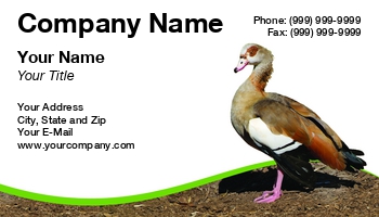 Featured Designs | Nature | Wild |--| At273157 | Bird | Bird Sanctuary | Duck | Duck Hunting | Egyptian | Egyptian Goose | Fritz Hiersche | Goose | Image | Reserved | Wild Life | Wildlife | Zoo | Zoology