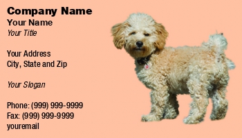Animals | Domestic | Featured Designs |--| Adorable | Alert | Animal | Animal Registration | Animal Themes | At276108 | Attentive | Breed | Canine | Copy Space | Creature | Cut Out | Cute | Dog | Donna Apsey | Yorkshire Terrier