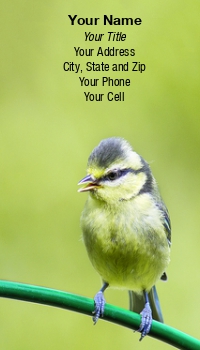 Featured Designs | Garden | Nature | Trades |--| Animal Breeder | At276234 | Autumn | Bird | Birds | Blue | Blue Tit | Close | Colors | Colour | Cute | Cyanistes Caeruleus | Detail | Donna Apsey | Eye | Feathers | Feeding | Head | Nest | Netherlands | Nice | Prey | Songbird | Tit | Wildlife | Yellow | Young