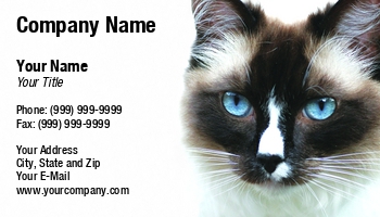 Animals | Featured Designs |--| Agdoll | Animal | At282768 | Beautiful | Blue | Carnivore | Cat | Character | Eyes | Hair | Head | Image | Jolanta Mayerberg | Majestic | Mammal | Persian | Pet | Siamese Cat | Sweet | Vector | White