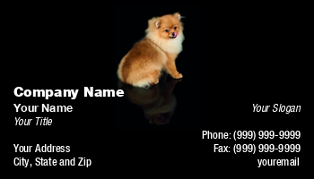 Animals | Beauty | Domestic | Featured Designs |--| Adorable | At290624 | Background | Beautiful | Black | Black Background | Breed | Canine | Charm | Cute | Dog | Dog Breed | Excellent | Fur | Gr | Groomed | Isolated | Isolated On Black | Konstantin Gushcha | Lovely | Lying | Mammal | Pet | Pomeranian | Sits | Small | Spitz