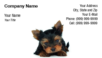 Animals | Domestic | Featured Designs | Grooming |--| Adorable | Animal | At290628 | Background | Beautiful | Black | Breed | Cute | Dog | Domestic Animals | Groomed | Hair | Isolated | Isolated On White | Konstantin Gushcha | Lying | One | One An | Pet | Puppy | Purebred | Small | Terrier | Toy Dog | White | White Background | York | Yorkie | Yorkshire