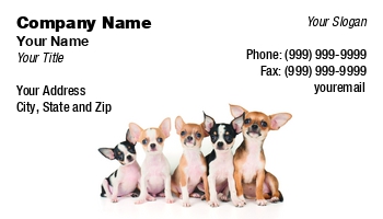 Featured Designs |--| Adorable | Animal | Animal Broker | At290633 | Attractive | Background | Breed | Canine | Chihuahua | Creature | Cute | Dog | Dog Boarding Kennel | Five | Isolated | Konstantin Gushcha | Little | Lovely | Lying | Mammal | Nice | Pedigree | Pet | Precious | Puppies | Puppy | Purebred | Small | Studio | Whelp | Whi | Whit | White