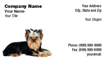 Animals | Domestic | Featured Designs | Grooming |--| Adorable | Animal | At290647 | Background | Beautiful | Breed | Cute | Dog | Domestic Animals | Groomed | Hair | Isolated | Isolated On White | Konstantin Gushcha | One | One An | Pet | Puppy | Purebred | Small | Style | Terrier | Toy Dog | White | White Background | York | Yorkie | Yorkshire