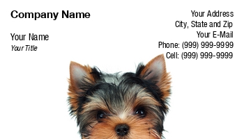 Animals | Domestic | Featured Designs | Grooming |--| Adorable | Animal | At290654 | Background | Beautiful | Breed | Close | Cute | Dog | Domestic Animals | Groomed | Hair | Isolated | Isolated On White | Konstantin Gushcha | Pet | Portrait | Puppy | Purebred | Small | Terrier | Toy Dog | White | White Background | Yorkie | Yorkshire | Yorkshire Terrier