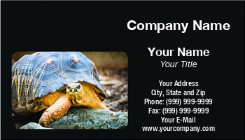 Animals | Featured Designs | Wild |--| Alex Grichenko | Animal | At296685 | Carinatus | Management | Option | Pet | Photography | Pond | Reptile | Sea | Sternotherus | Turtle | Wildlife | Zoo